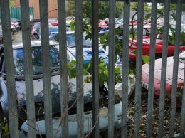 В Великобритании нашли заброшенную стоянку с автомобилями Toyota