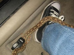 Криворожанин обнаружил змею в своем авто