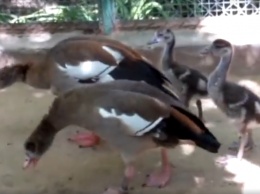 У пары нильских гусей из Николаевского зоопарка пополнение, горожан приглашают посмотреть на малышей (ВИДЕО)