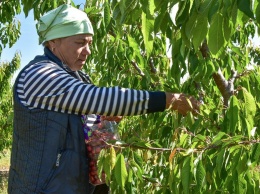 Крымские аграрии собрали 39 тонн черешни, - Рюмшин