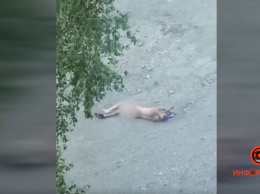 В Днепре голый мужчина бегал по улице, кричал и катался в песке