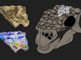 Российские ученые создали подробную 3D-модель мозга динозавра