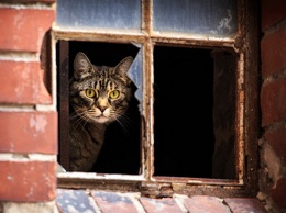 Почему нельзя оставлять на проветривание окна в квартире, где есть коты