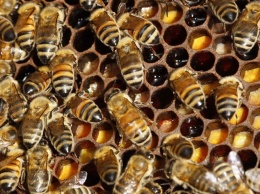 Эксперт назвал самую распространенную проблему гибели пчел