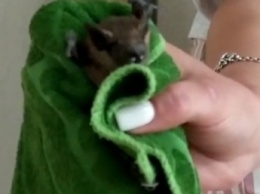 В Мелитополе летучая мышь переполошила работников предприятия (видео)