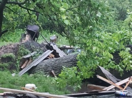 Во Львове мощный ураган повалил десятки деревьев: погибла женщина. Фото и видео непогоды