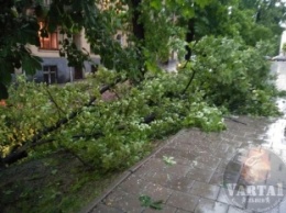 Ливень во Львове: ветром вырвало деревья и затопило супермаркет (фото, видео)