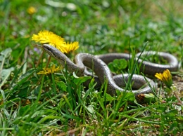 Народные приметы на 12 июня - Исаакий-змеевик, Исакиев день, Змеиный праздник