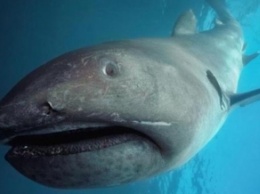 В Японии в сети попала гигантская редкая акула