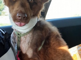 В Одесской области волонтеры спасли собаку от хозяев-живодеров