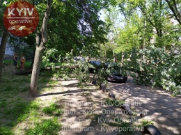 В Киеве на Троещине огромное дерево рухнуло прямо на автомобиль. Фото