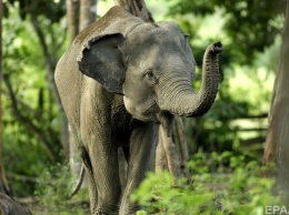 В Индии мужчина завещал 2,5 га земли двум слонам