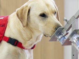В Британии началась тренировка собак на обнаружение коронавируса по запаху