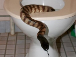 Днепрянка обнаружила змею в своей ванной (ФОТО)