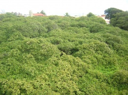 Почему кешью в Бразилии претендует на звание самого большого дерева в мире (ФОТО)