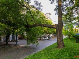 В Днепре на проспекте Дмитрия Яворницкого падает дерево: проезд перекрыт