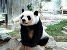 В Таиланде завтра откроются шесть зоопарков - бесплатно для посетителей