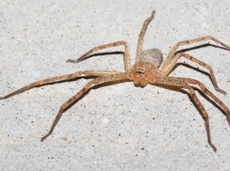 Новый род гигантских пауков назван в честь Греты Тунберг