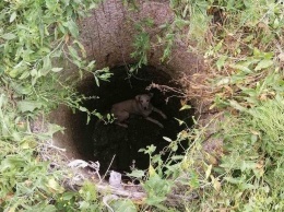 В Бердянске спасатели помогли собаке, упавшей в колодец, - ФОТО