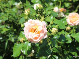 Ботанический сад Днепра утопает в розах (Фото)