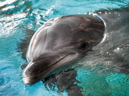 Невероятно: в Азовском море дельфины подплыли к людям (ВИДЕО)