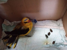 В Днепре волонтер спасает очень красивую птицу