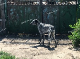 В Мелитополе в частном дворе изголодавшиеся собаки вымаливают у прохожих еду у забора (фото)