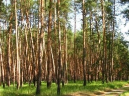 На Луганщине запретили посещение хвойных лесов