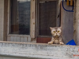 Как в Днепре все городские службы спасали кота, закрытого на балконе, и что нужно делать в таких случаях
