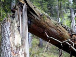 В Каменском из-за непогоды на женщину упало дерево