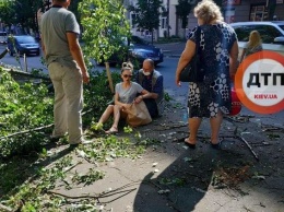 В Киеве дерево рухнуло прямо на девушку. ВИДЕО