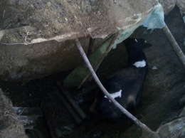 Спасатели вытащили из выгребной ямы на стройке корову