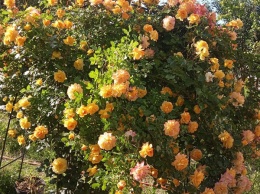 Цветы Диевки: местные жители провели конкурс на лучшую розу (ФОТО)
