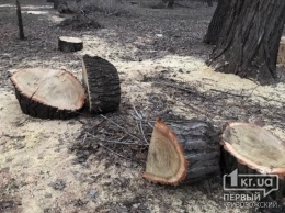 В Кривом Роге полицейские пресекли незаконную вырубку леса