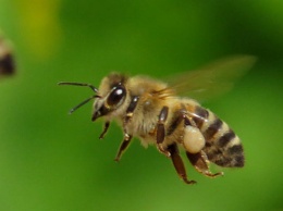 Что делать если пчела укусила человека с аллергией: первая помощь