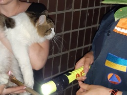 «Застрял в межблочном разделении подъезда»: в Днепре спасли кота