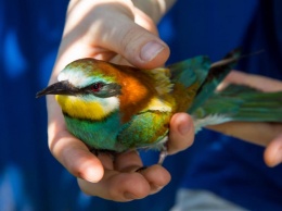В Запорожье обнаружили яркую редкую птицу (ФОТО)