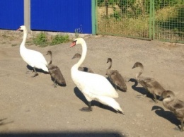 Лебединая семья, которая ходит по Новому Бугу, удивляет горожан
