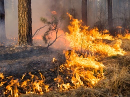В Павлограде снова горел лес