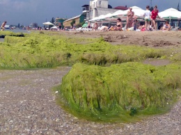Одесский пляж покрылся водорослями - зеленью усыпан песок, вода и купающиеся люди