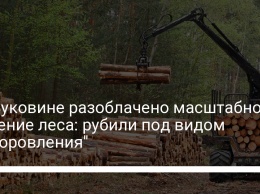 На Буковине разоблачено масштабное хищение леса: рубили под видом "оздоровления"