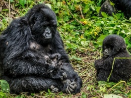 Леонардо ДиКаприо выступит продюсером фильма про горных горилл