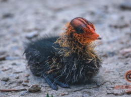 В парке Глобы в Днепре родились черно-красные птенцы
