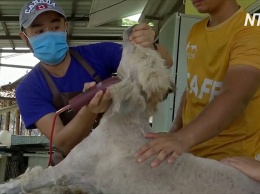 Как в Таиланде волонтеры помогают быстрей найти семью бездомным собакам (видео)