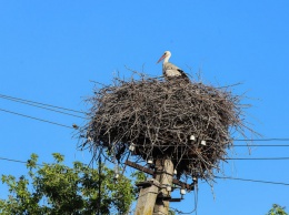 Под Запорожьем сгорело гнездо аистов - птицу спасли