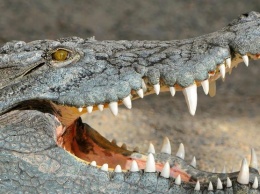 Крокодил "пообедал" мужчиной на глазах у жены