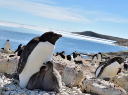 Пингвины Адели могут выиграть от глобального потепления