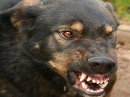 Николаевские власти пытались оспорить 60-тысячную компенсацию за укус бешеной собаки