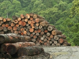 Срок действия последней стратегии лесного хозяйства завершился в 2015 году - Гослесагентство