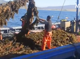 Нашествие водорослей: сезон ловли тунца в Испании под угрозой (видео)